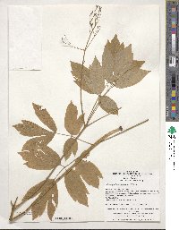 Caulophyllum robustum image