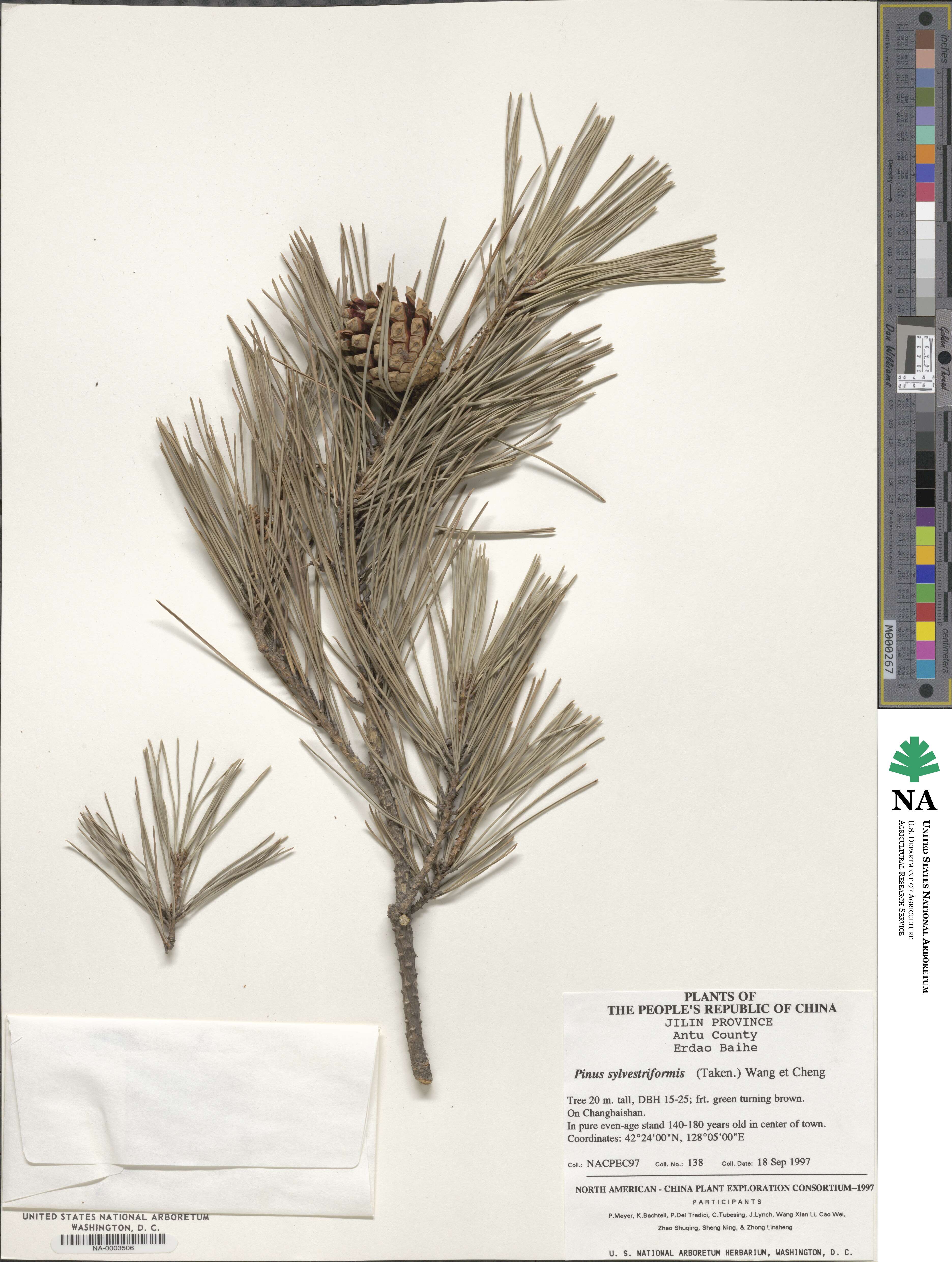 Pinus densiflora image