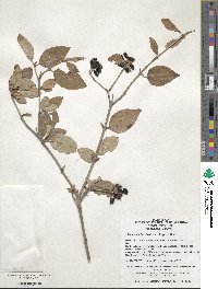 Viburnum burejaeticum image