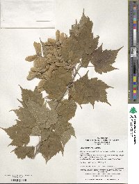 Image of Acer barbinerve