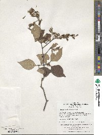 Syringa pubescens subsp. patula image