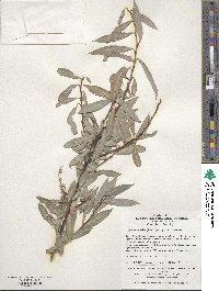 Image of Salix arbutifolia