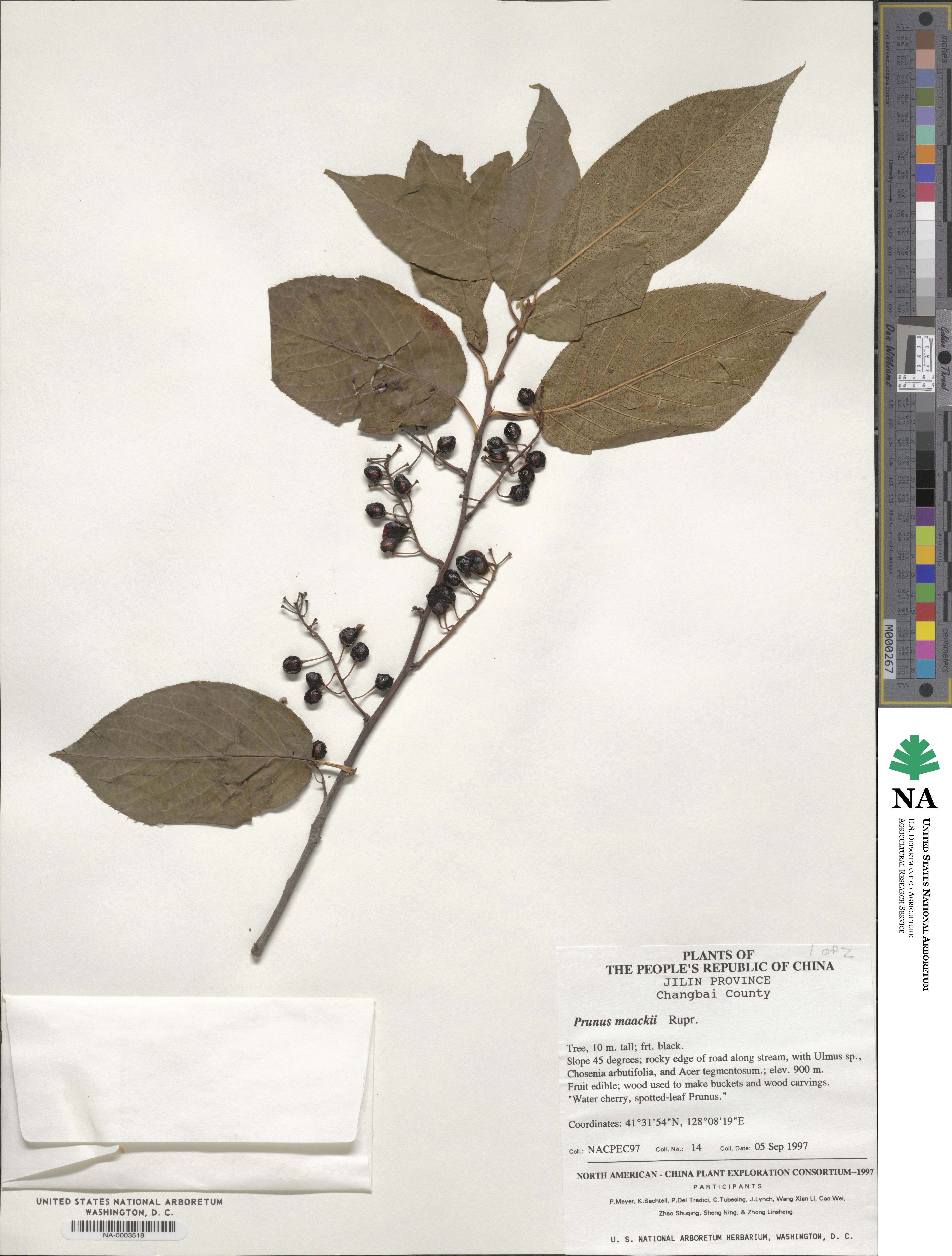 Prunus maackii image