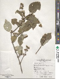 Image of Philadelphus schrenkii