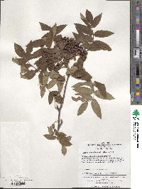 Sorbus aucuparia image