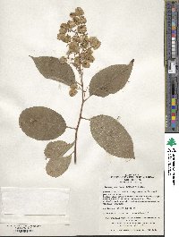 Tripterygium wilfordii image