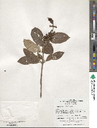 Syringa villosa image