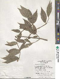 Lonicera tatarinowii image