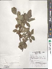 Rosa acicularis image