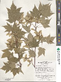 Image of Acer komarovii