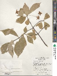 Image of Euonymus macropterus