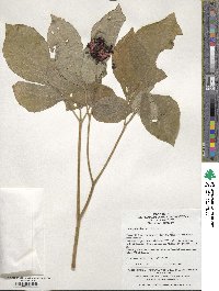 Paeonia obovata image