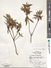 Rhododendron tomentosum image