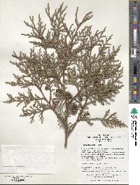 Image of Thuja koraiensis