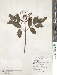 Sambucus williamsii image