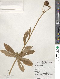 Image of Lilium distichum