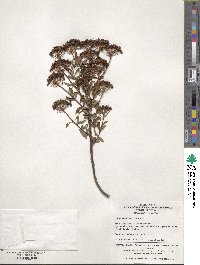 Spiraea media image