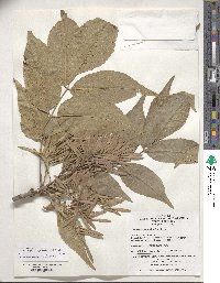 Image of Fraxinus chinensis