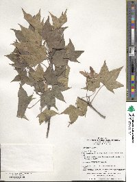 Acer pictum image