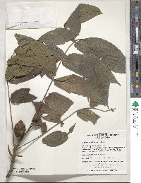 Juglans mandshurica image