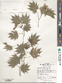 Acer pseudosieboldianum image