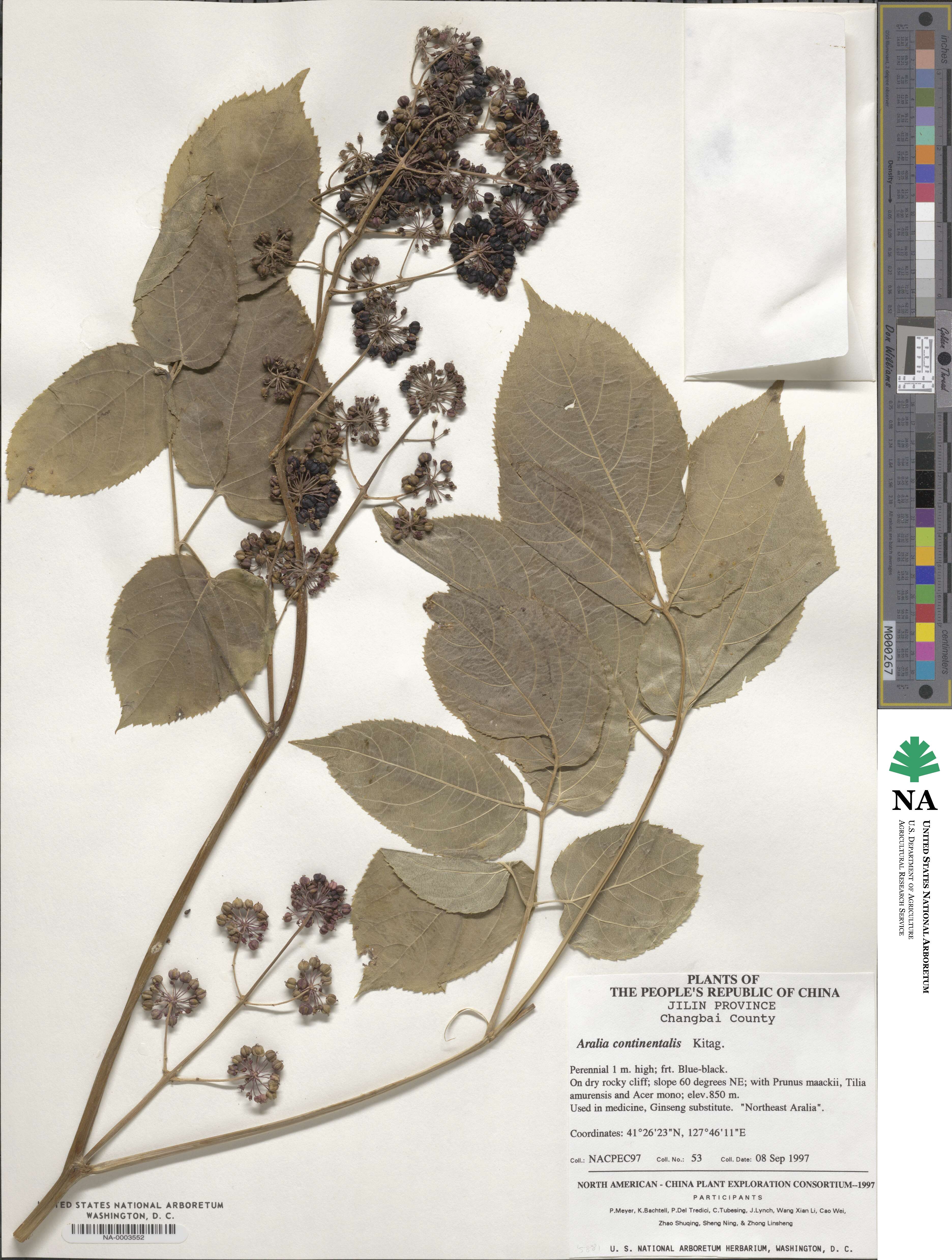 Aralia continentalis image