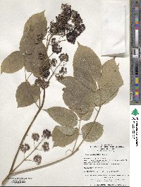 Aralia continentalis image