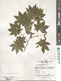 Acer pseudosieboldianum image