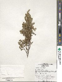 Juniperus communis image