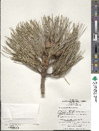 Image of Pinus koraiensis