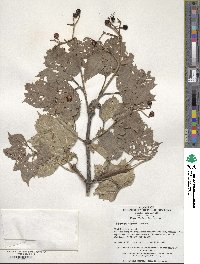 Viburnum sargentii image