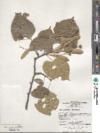 Image of Tilia mandshurica