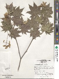 Acer pseudosieboldianum image