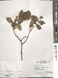 Rosa acicularis image