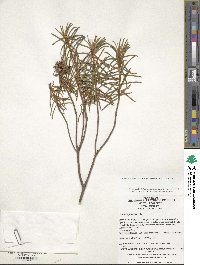 Rhododendron tomentosum image