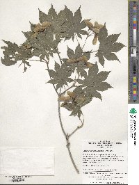 Acer pseudosieboldianum image