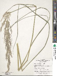 Calamagrostis epigejos image