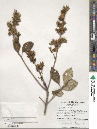 Syringa villosa image