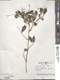 Image of Deutzia parviflora