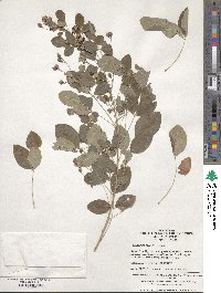 Lespedeza bicolor image