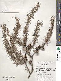 Larix gmelinii image