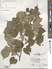 Tilia amurensis image