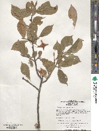 Euonymus macropterus image