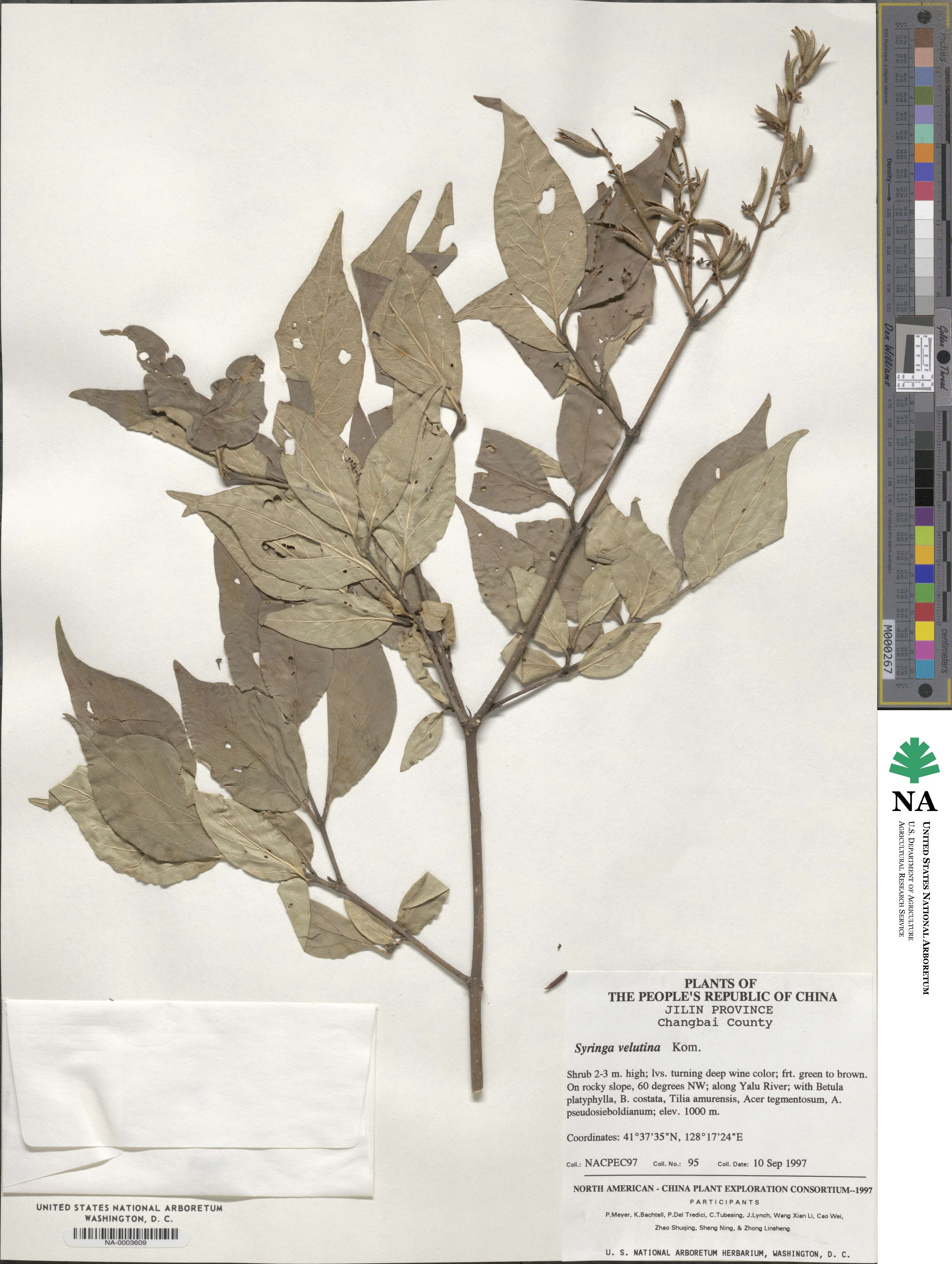 Syringa pubescens subsp. patula image