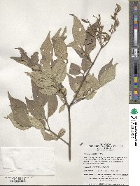 Syringa pubescens subsp. patula image