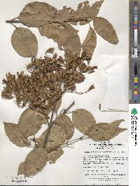 Syringa reticulata image