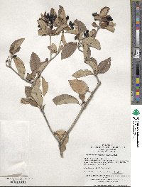 Viburnum burejaeticum image