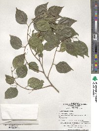 Celtis bungeana image