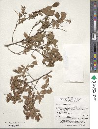 Image of Spiraea chamaedryfolia