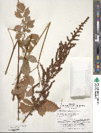 Image of Astilbe rubra